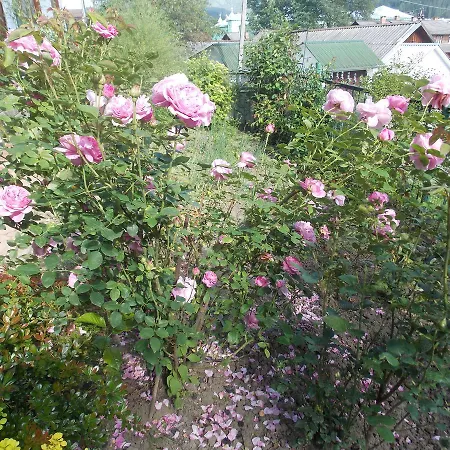 U Vasiliny Lodge